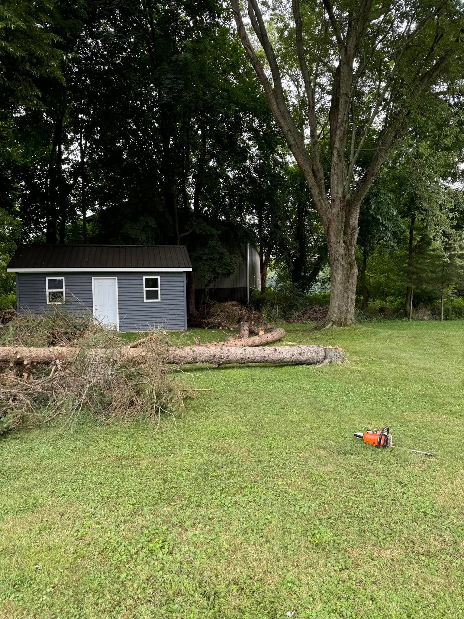Tree Down